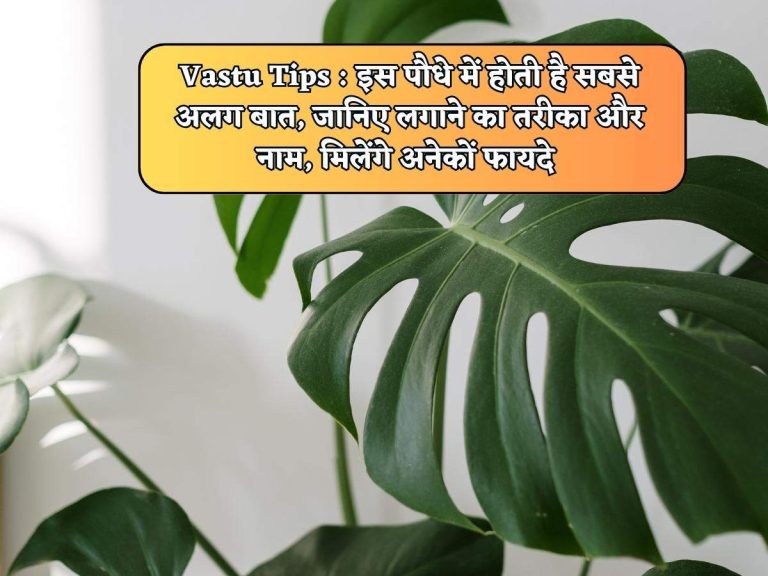 Vastu Tips : इस पौधे में होती है सबसे अलग बात, जानिए लगाने का तरीका और नाम, मिलेंगे अनेकों फायदे