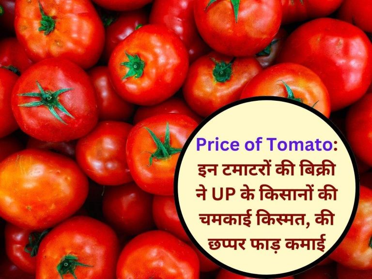 Price of Tomato: इन टमाटरों की बिक्री ने UP के किसानों की चमकाई किस्मत, की छप्पर फाड़ कमाई