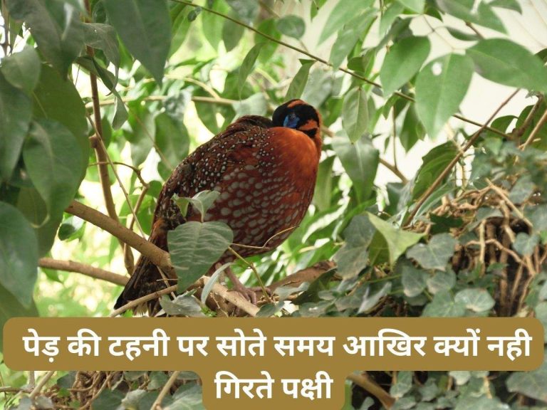 Bird Sleep Facts: पेड़ की टहनी पर सोते समय आखिर क्यों नही गिरते पक्षी?