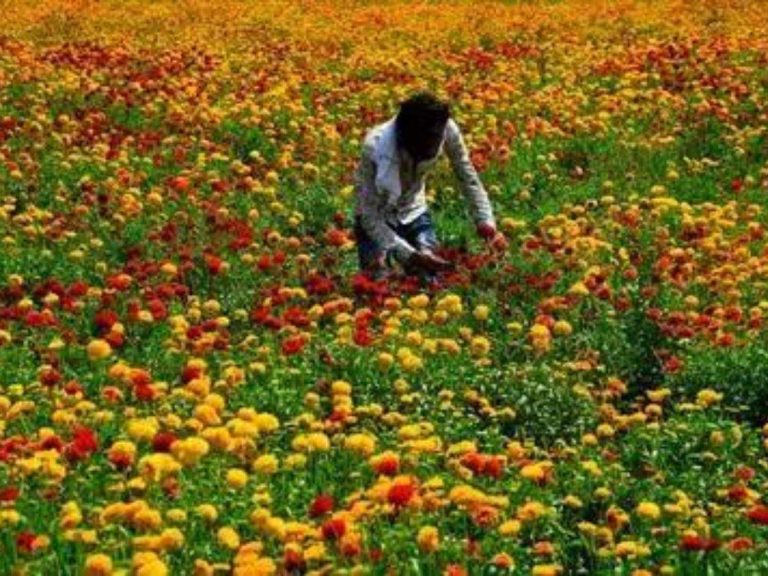 Flower Farming: फूलों की खेती से किसान हुए खुश, बिजनेस चढेगा आसमानों पर