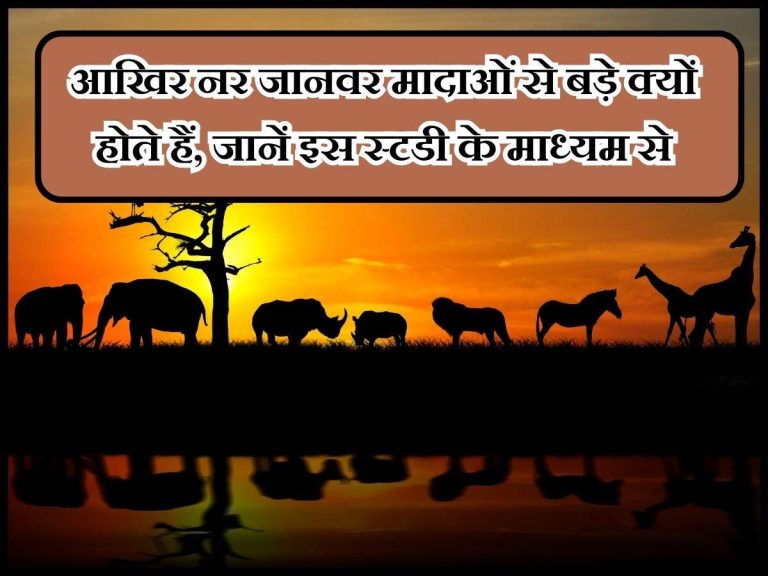 आखिर नर जानवर मादाओं से बड़े क्यों होते हैं, जानें इस स्टडी के माध्यम से