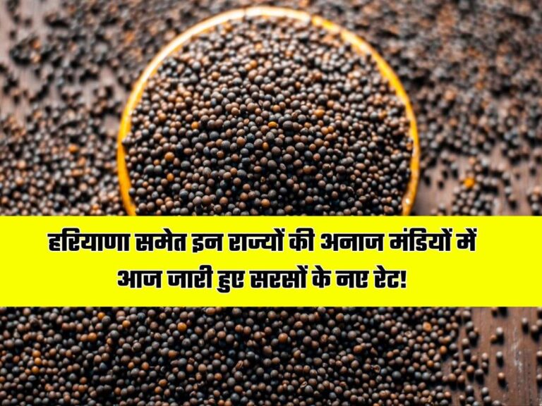 Mustard Today Price: हरियाणा समेत इन राज्यों की अनाज मंडियों में आज जारी हुए सरसों के नए रेट!