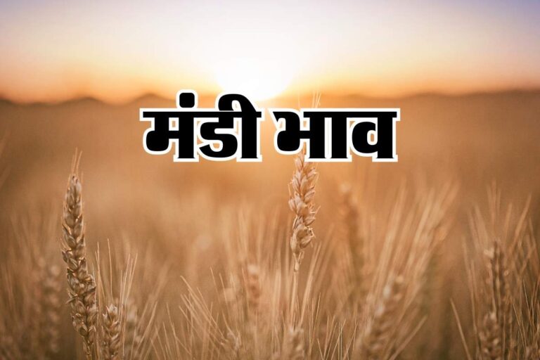 Price of Wheat: गेहूं की कीमतें आज फिर से बढ़ी हैं, जो रिकॉर्ड वृद्धि को तोड़ देंगे